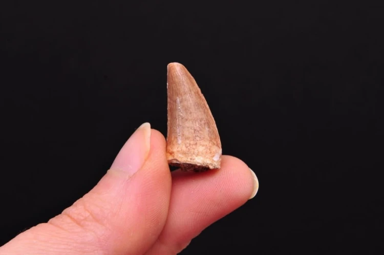 * SKAMIENIAŁY ZĄB MOZAZAUR MOSASAUR CIEKAWY OKAZ DOBRZE ZACHOWANY NR 3 *