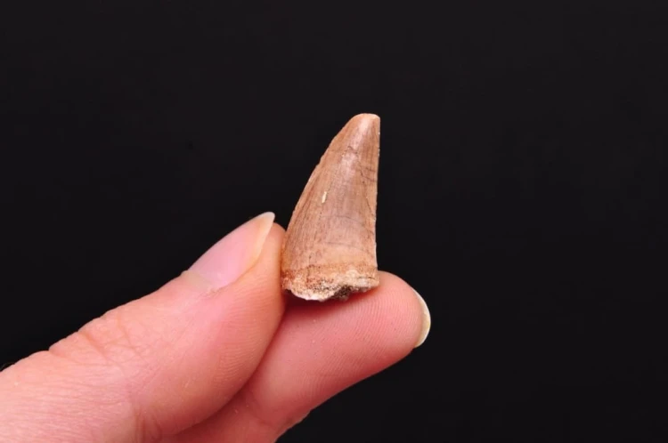 * SKAMIENIAŁY ZĄB MOZAZAUR MOSASAUR CIEKAWY OKAZ DOBRZE ZACHOWANY NR 3 *