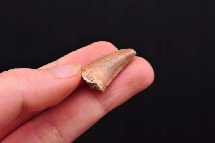 * SKAMIENIAŁY ZĄB MOZAZAUR MOSASAUR CIEKAWY OKAZ DOBRZE ZACHOWANY NR 3 *