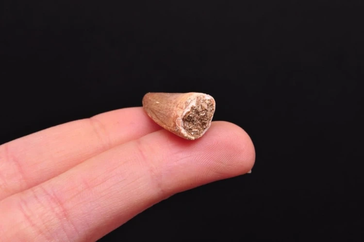 * SKAMIENIAŁY ZĄB MOZAZAUR MOSASAUR CIEKAWY OKAZ DOBRZE ZACHOWANY NR 3 *