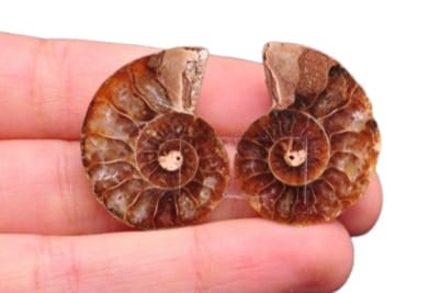 * AMONIT KOMPLET MADAGASKAR INTERESUJĄCA SKAMIENIAŁOŚĆ CIEKAWY WZÓR NR 7 *