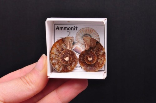 * AMONIT KOMPLET MADAGASKAR INTERESUJĄCA SKAMIENIAŁOŚĆ CIEKAWY WZÓR NR 7 *