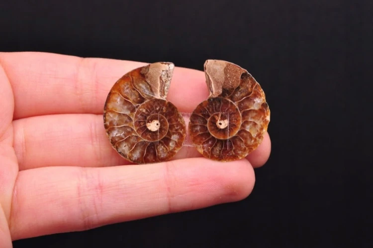 * AMONIT KOMPLET MADAGASKAR INTERESUJĄCA SKAMIENIAŁOŚĆ CIEKAWY WZÓR NR 7 *