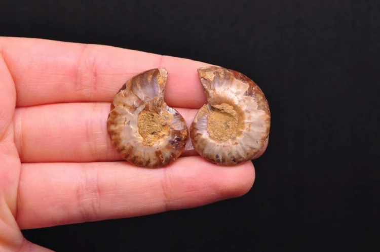 * AMONIT KOMPLET MADAGASKAR INTERESUJĄCA SKAMIENIAŁOŚĆ CIEKAWY WZÓR NR 7 *