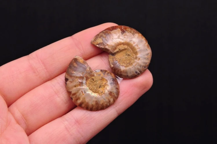 * AMONIT KOMPLET MADAGASKAR INTERESUJĄCA SKAMIENIAŁOŚĆ CIEKAWY WZÓR NR 7 *