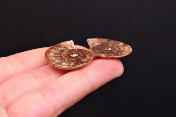 * AMONIT KOMPLET MADAGASKAR INTERESUJĄCA SKAMIENIAŁOŚĆ CIEKAWY WZÓR NR 7 *