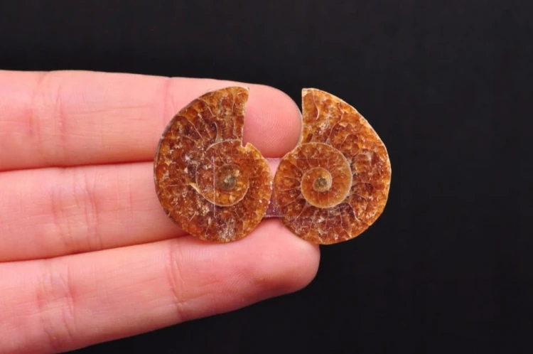 * AMONIT KOMPLET MADAGASKAR UROKLIWA POLEROWANA SKAMIENIAŁOŚĆ NR 6 *