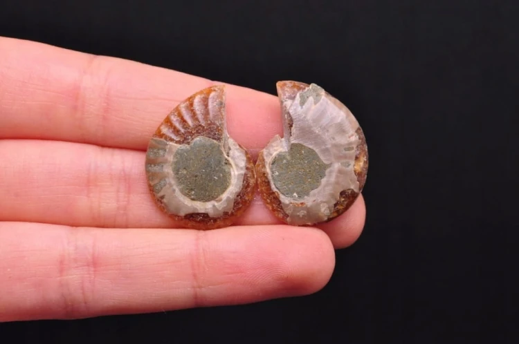 * AMONIT KOMPLET MADAGASKAR UROKLIWA POLEROWANA SKAMIENIAŁOŚĆ NR 6 *