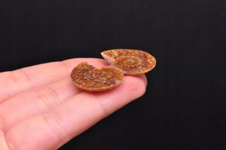 * AMONIT KOMPLET MADAGASKAR UROKLIWA POLEROWANA SKAMIENIAŁOŚĆ NR 6 *