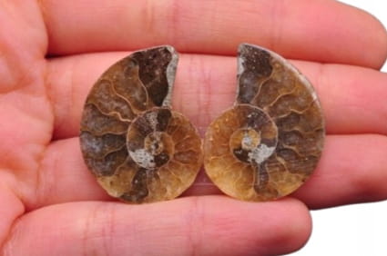 * AMONIT KOMPLET MADAGASKAR WYJĄTKOWA SKAMIENIAŁOŚĆ NR 3 *