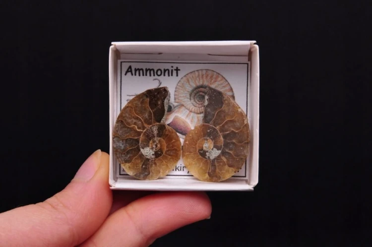 * AMONIT KOMPLET MADAGASKAR WYJĄTKOWA SKAMIENIAŁOŚĆ NR 3 *