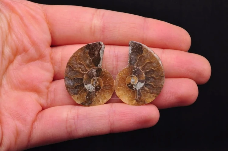 * AMONIT KOMPLET MADAGASKAR WYJĄTKOWA SKAMIENIAŁOŚĆ NR 3 *