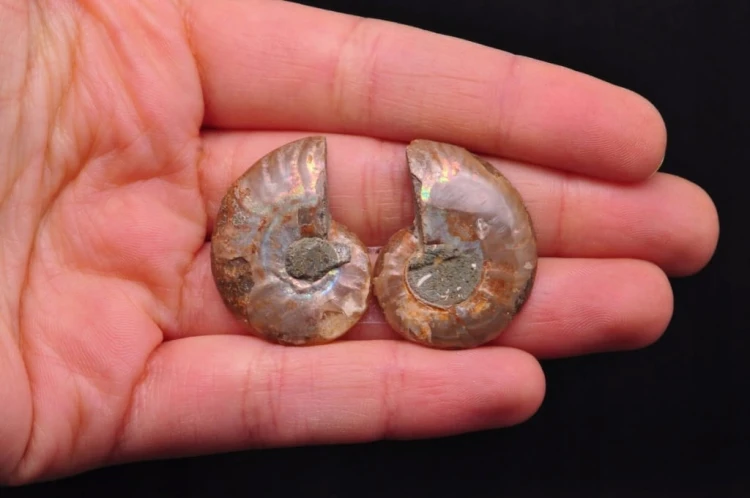 * AMONIT KOMPLET MADAGASKAR WYJĄTKOWA SKAMIENIAŁOŚĆ NR 3 *