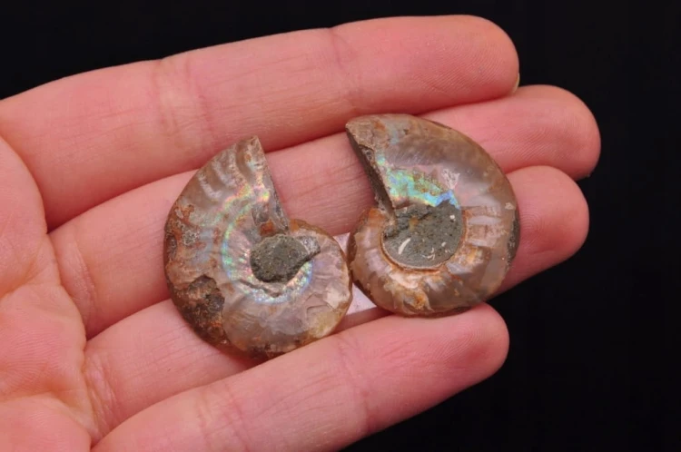 * AMONIT KOMPLET MADAGASKAR WYJĄTKOWA SKAMIENIAŁOŚĆ NR 3 *