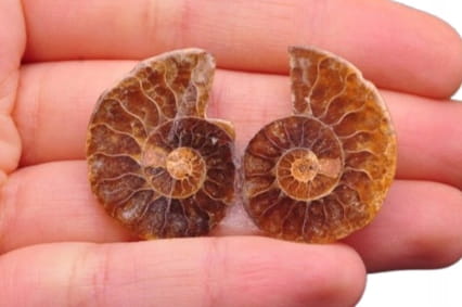 * AMONIT KOMPLET MADAGASKAR PIĘKNA BARWA NATURALNA SKAMIELINA NR 2 *