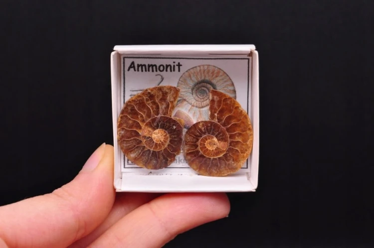 * AMONIT KOMPLET MADAGASKAR PIĘKNA BARWA NATURALNA SKAMIELINA NR 2 *