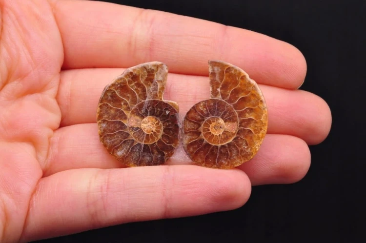 * AMONIT KOMPLET MADAGASKAR PIĘKNA BARWA NATURALNA SKAMIELINA NR 2 *