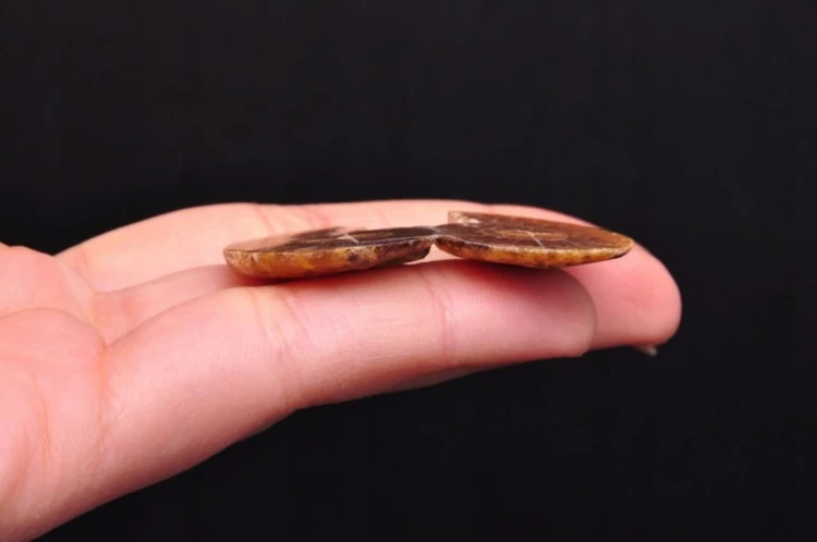 * AMONIT KOMPLET MADAGASKAR PIĘKNA BARWA NATURALNA SKAMIELINA NR 2 *