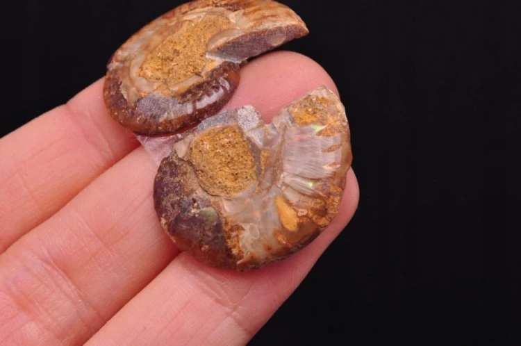 * AMONIT KOMPLET MADAGASKAR PIĘKNA BARWA NATURALNA SKAMIELINA NR 2 *