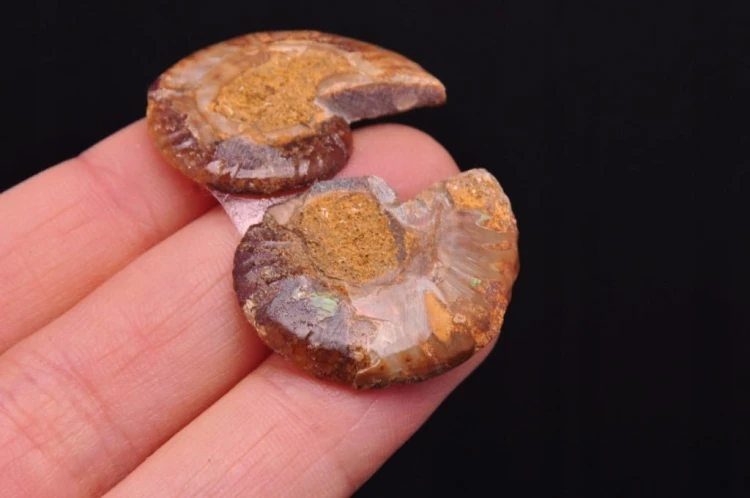 * AMONIT KOMPLET MADAGASKAR PIĘKNA BARWA NATURALNA SKAMIELINA NR 2 *