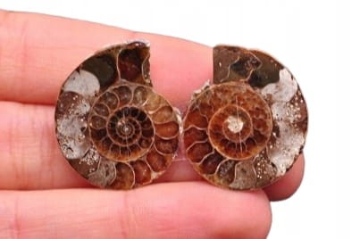 * AMONIT KOMPLET MADAGASKAR ORYGINALNA SKAMIENIAŁOŚĆ DO KOLEKCJI NR 1 *