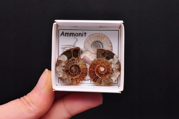 * AMONIT KOMPLET MADAGASKAR ORYGINALNA SKAMIENIAŁOŚĆ DO KOLEKCJI NR 1 *