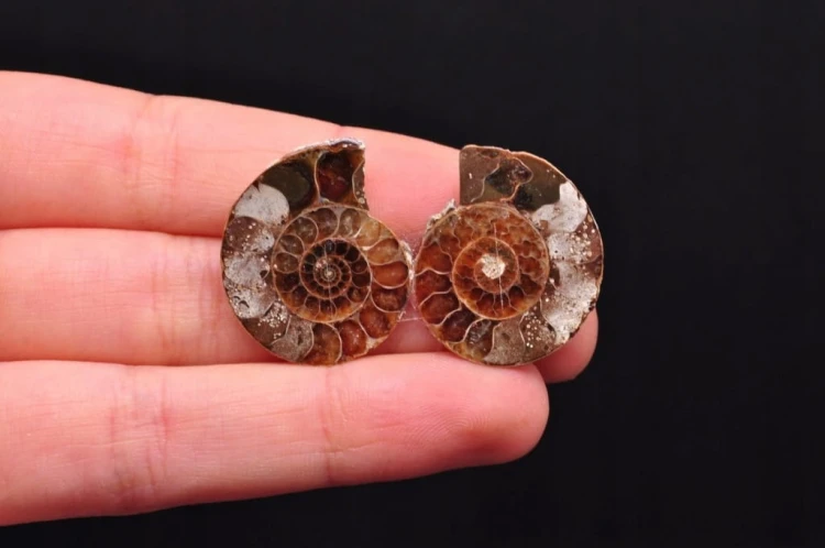 * AMONIT KOMPLET MADAGASKAR ORYGINALNA SKAMIENIAŁOŚĆ DO KOLEKCJI NR 1 *