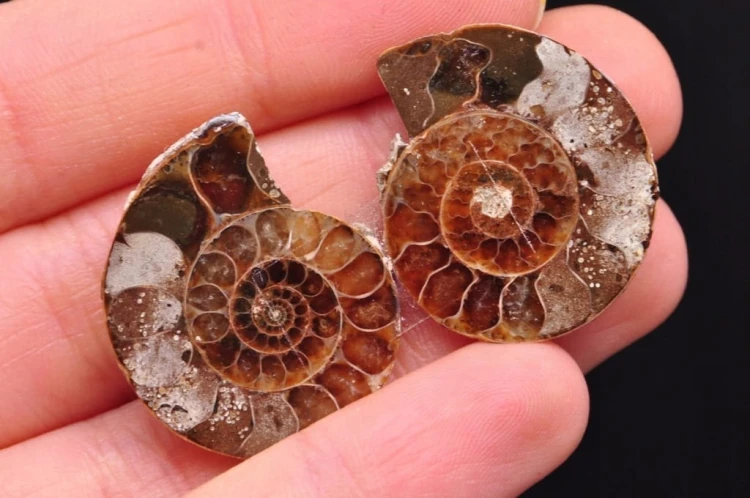 * AMONIT KOMPLET MADAGASKAR ORYGINALNA SKAMIENIAŁOŚĆ DO KOLEKCJI NR 1 *