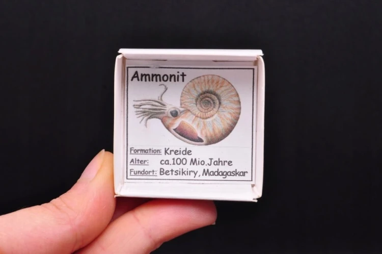 * AMONIT KOMPLET MADAGASKAR ORYGINALNA SKAMIENIAŁOŚĆ DO KOLEKCJI NR 1 *