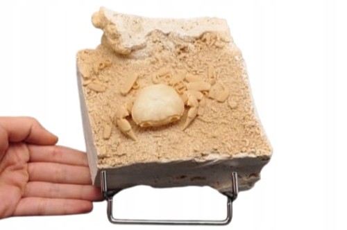 * SKAMIENIAŁY KRAB W TRAWERTYNIE TURCJA BARDZO DOBRZE ZACHOWANY OKAZ NR 1 *