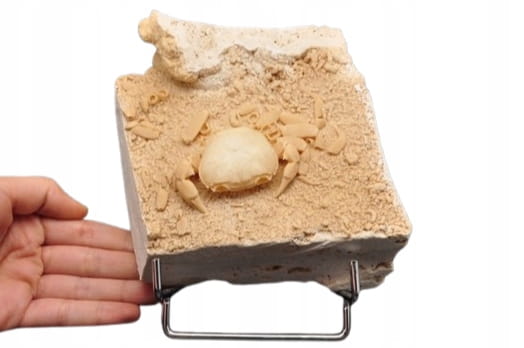 * SKAMIENIAŁY KRAB W TRAWERTYNIE TURCJA BARDZO DOBRZE ZACHOWANY OKAZ NR 1 *