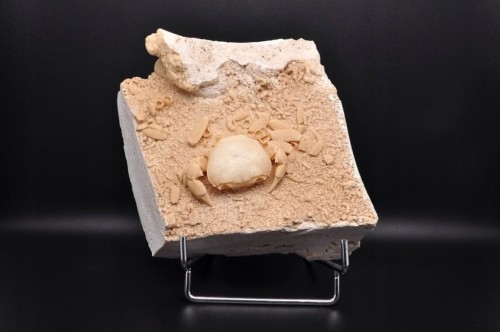 * SKAMIENIAŁY KRAB W TRAWERTYNIE TURCJA BARDZO DOBRZE ZACHOWANY OKAZ NR 1 *