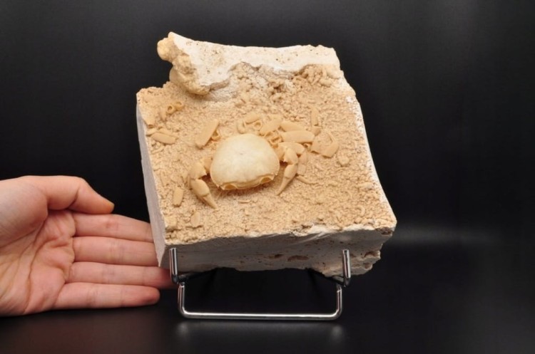 * SKAMIENIAŁY KRAB W TRAWERTYNIE TURCJA BARDZO DOBRZE ZACHOWANY OKAZ NR 1 *