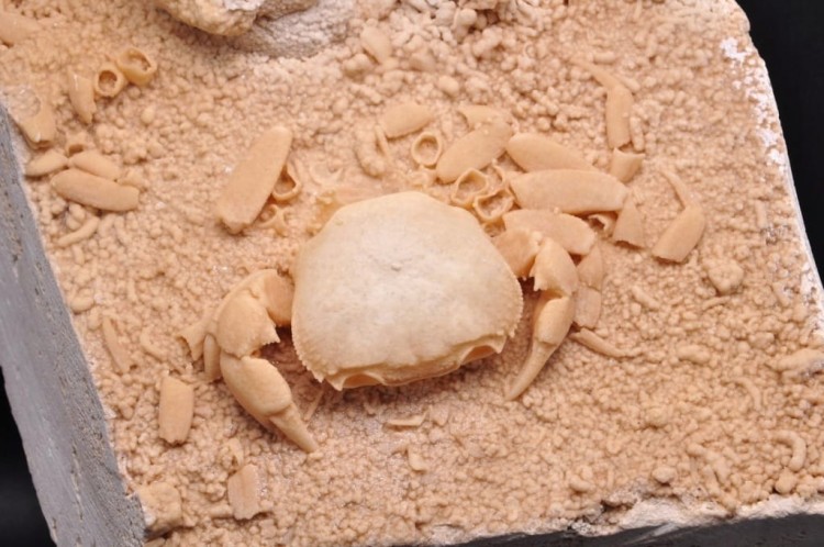 * SKAMIENIAŁY KRAB W TRAWERTYNIE TURCJA BARDZO DOBRZE ZACHOWANY OKAZ NR 1 *