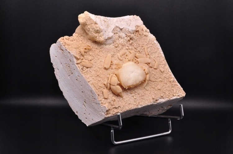 * SKAMIENIAŁY KRAB W TRAWERTYNIE TURCJA BARDZO DOBRZE ZACHOWANY OKAZ NR 1 *