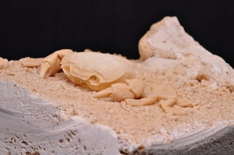 * SKAMIENIAŁY KRAB W TRAWERTYNIE TURCJA BARDZO DOBRZE ZACHOWANY OKAZ NR 1 *