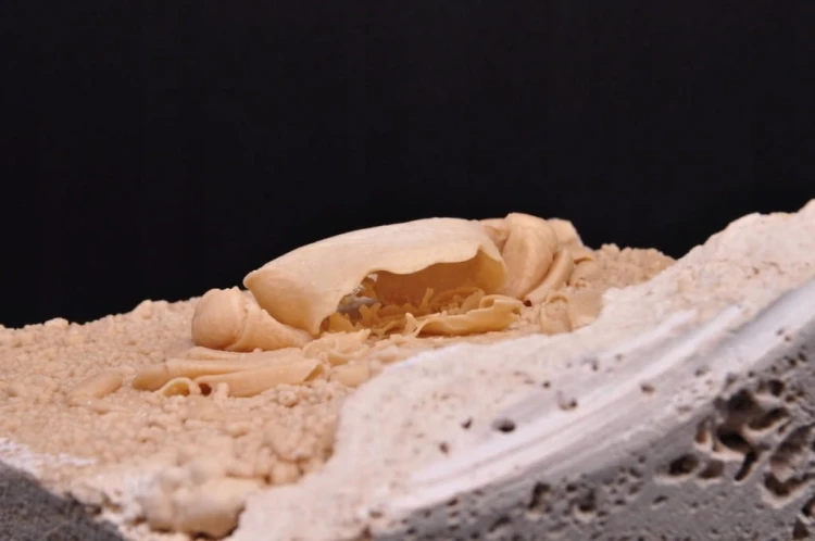 * SKAMIENIAŁY KRAB W TRAWERTYNIE TURCJA BARDZO DOBRZE ZACHOWANY OKAZ NR 1 *