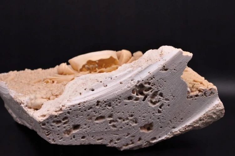 * SKAMIENIAŁY KRAB W TRAWERTYNIE TURCJA BARDZO DOBRZE ZACHOWANY OKAZ NR 1 *