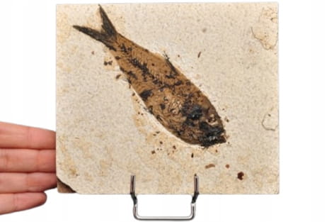 * SKAMIENIAŁA RYBA ORYGINALNA PŁYTKA DOSKONALE ZACHOWANY OKAZ NR 1 *