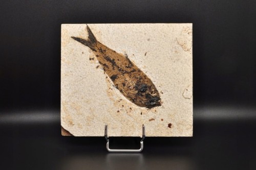 * SKAMIENIAŁA RYBA ORYGINALNA PŁYTKA DOSKONALE ZACHOWANY OKAZ NR 1 *