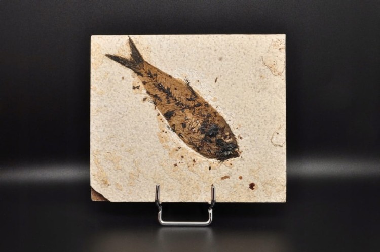 * SKAMIENIAŁA RYBA ORYGINALNA PŁYTKA DOSKONALE ZACHOWANY OKAZ NR 1 *