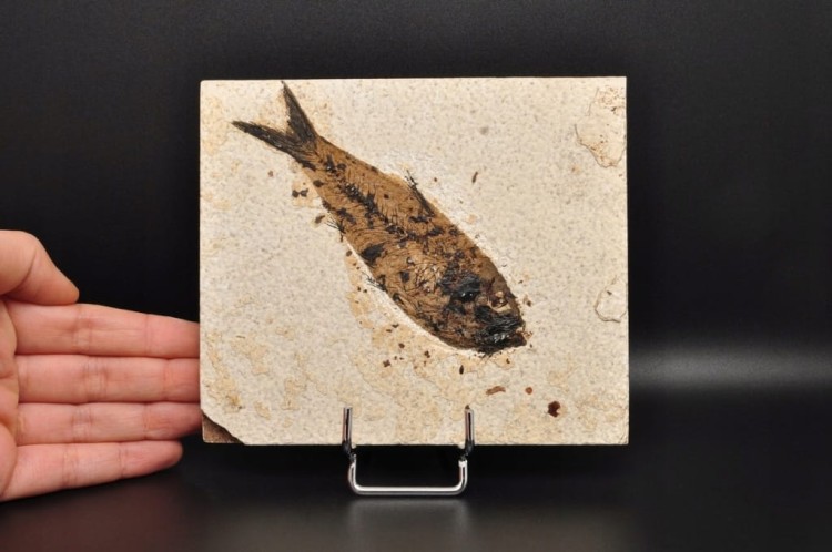 * SKAMIENIAŁA RYBA ORYGINALNA PŁYTKA DOSKONALE ZACHOWANY OKAZ NR 1 *