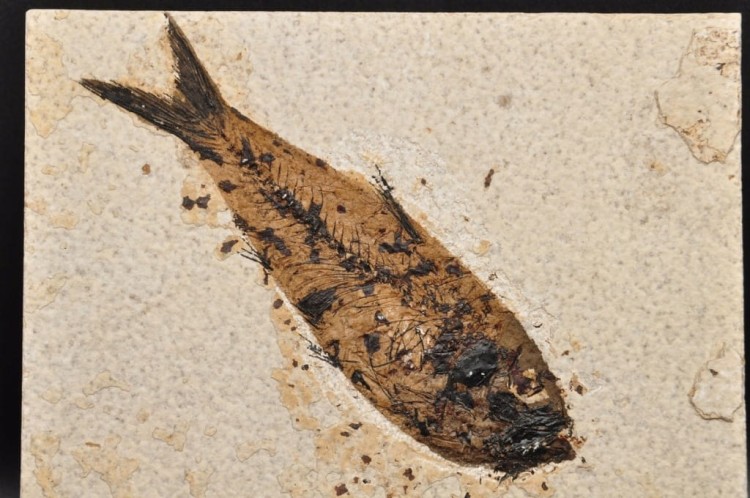 * SKAMIENIAŁA RYBA ORYGINALNA PŁYTKA DOSKONALE ZACHOWANY OKAZ NR 1 *