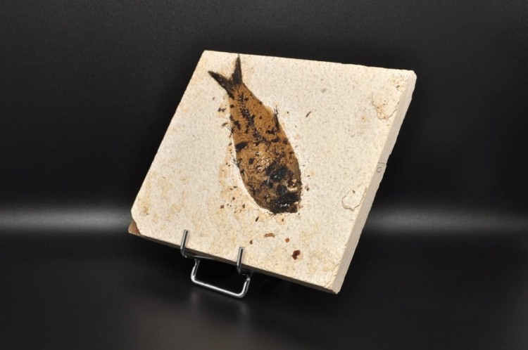 * SKAMIENIAŁA RYBA ORYGINALNA PŁYTKA DOSKONALE ZACHOWANY OKAZ NR 1 *