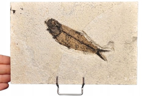 * SKAMIENIAŁA RYBA DOSKONAŁA PŁYTKA DO KOLEKCJI WSPANIAŁY OKAZ NR 2 *