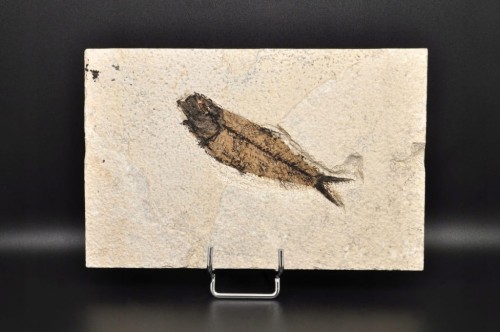 * SKAMIENIAŁA RYBA DOSKONAŁA PŁYTKA DO KOLEKCJI WSPANIAŁY OKAZ NR 2 *