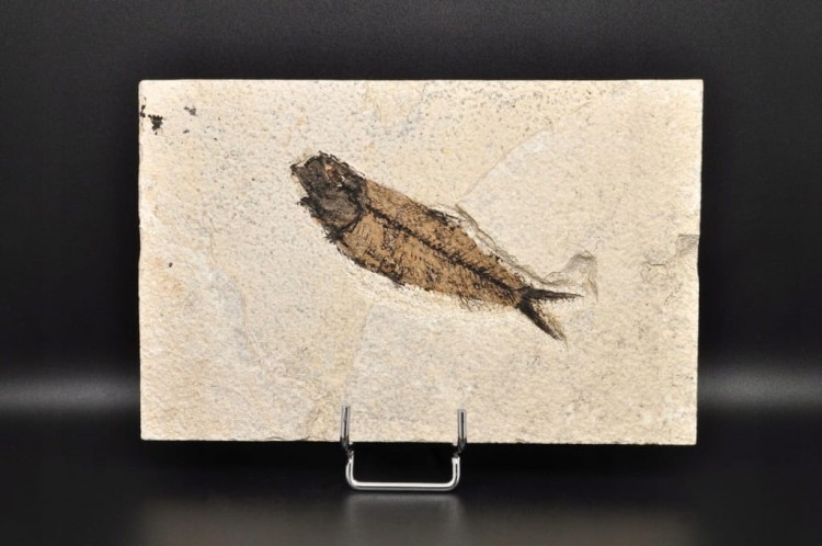 * SKAMIENIAŁA RYBA DOSKONAŁA PŁYTKA DO KOLEKCJI WSPANIAŁY OKAZ NR 2 *