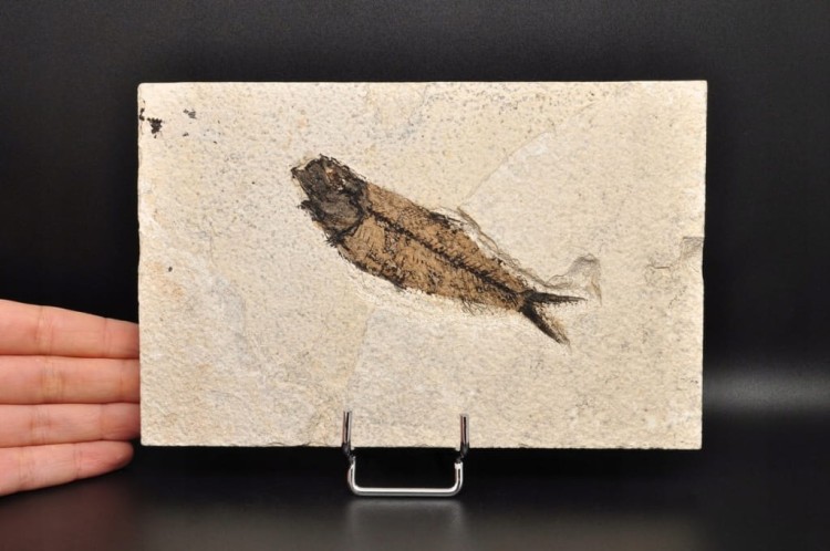 * SKAMIENIAŁA RYBA DOSKONAŁA PŁYTKA DO KOLEKCJI WSPANIAŁY OKAZ NR 2 *