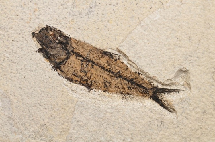 * SKAMIENIAŁA RYBA DOSKONAŁA PŁYTKA DO KOLEKCJI WSPANIAŁY OKAZ NR 2 *