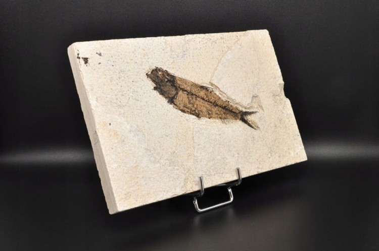 * SKAMIENIAŁA RYBA DOSKONAŁA PŁYTKA DO KOLEKCJI WSPANIAŁY OKAZ NR 2 *